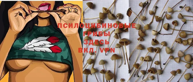 где найти   Аксай  Галлюциногенные грибы Magic Shrooms 